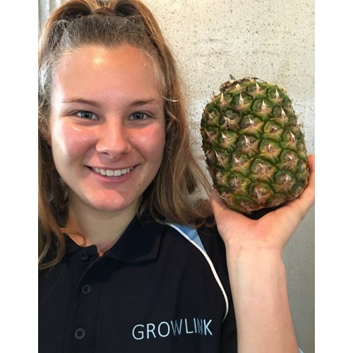 SWEET & JUICY GRACIO PINEAPPLES  Philippines Grown - MEDIUM